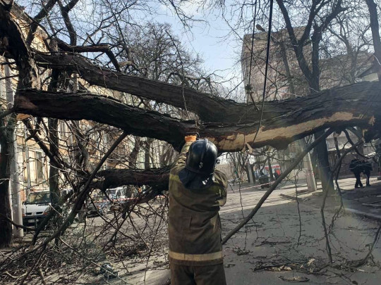 упавшее дерево в Одессе