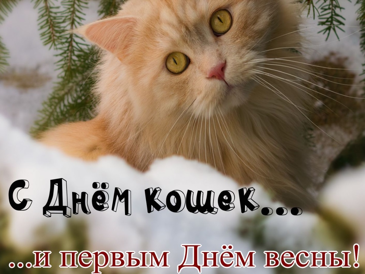 Открытки на Международный день кошек