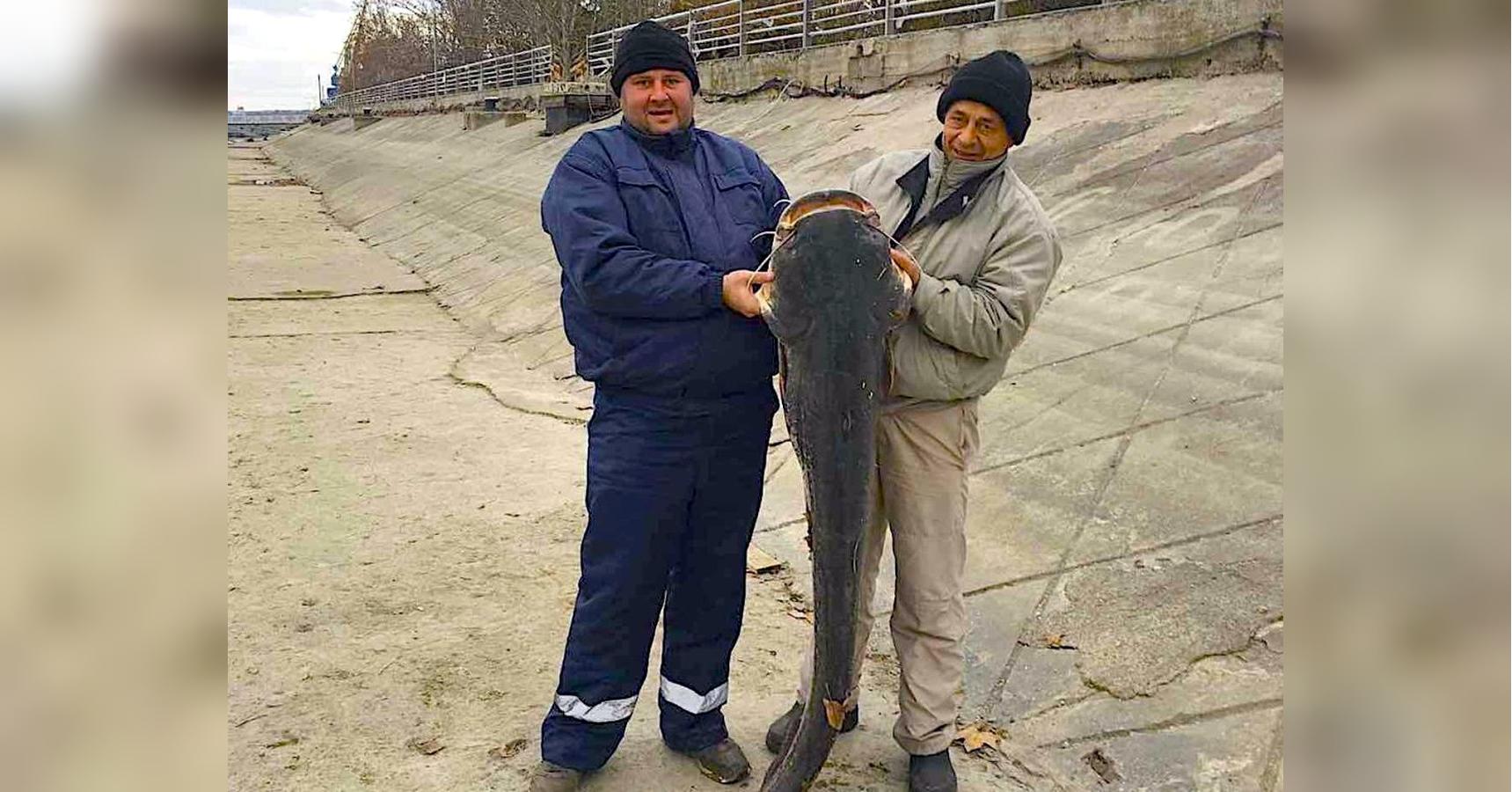 Поймали огромного сома видео