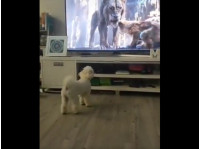 Собака перед телевизором