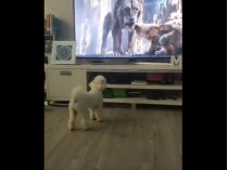 Собака перед телевизором