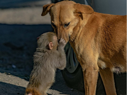 Собака и обезьянка