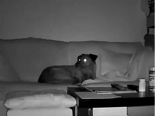 Собака на диване