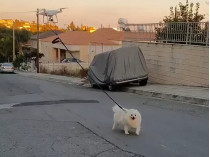 Собака и дрон