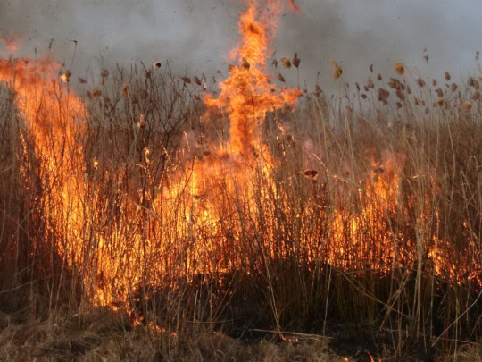 В Украине резко выросло количество природных пожаров: в чем причина (карта)