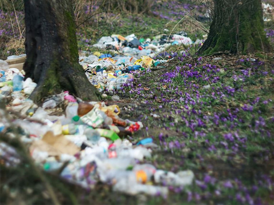 Цветы просто утопают в мусоре: сеть шокировали фото природы в Закарпатье