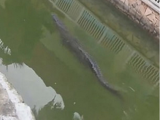 Крокодил в канале