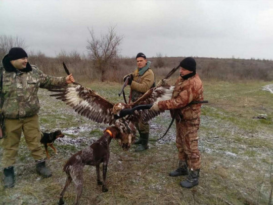 Фото охотников с убитой птицей из Красной книги