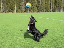 Собака-волейболист