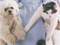 Собака и кошка на руках у медика