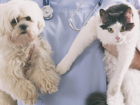 Собака и кошка на руках у медика