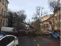 рухнувшее дерево в Одессе