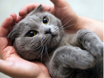 Пандемия коронавируса: ветеринары призывают не выпускать домашних котов на улицу