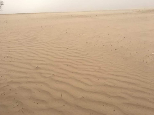 Почти Сахара: появились впечатляющие фото последствий пылевой бури на Черниговщине