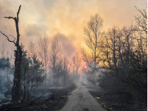 Эколог назвал неожиданную причину масштабных пожаров на Житомирщине