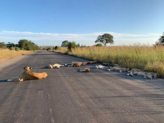 Львы спят на дороге