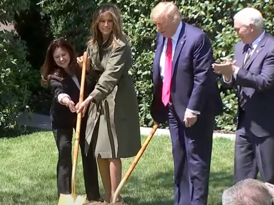 Трампы и Пенсы с лопатами сажают дерево