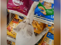 Кот в супермаркете