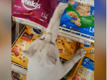 Кот в супермаркете