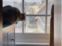 Разговор кошки и чайки