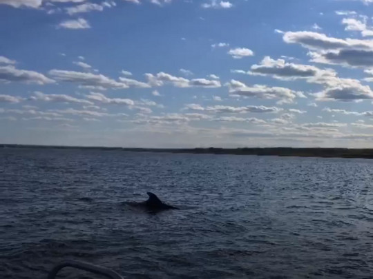 Дельфин в реке