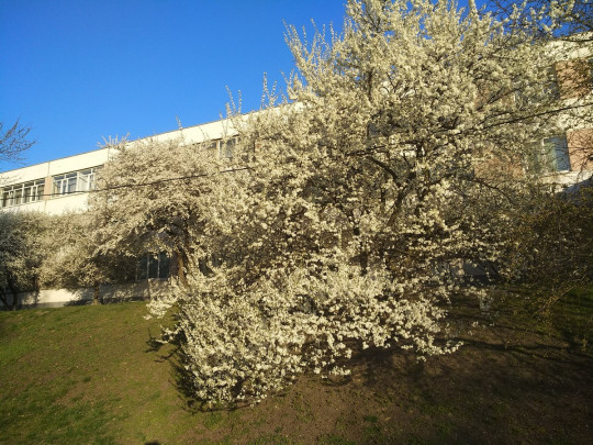цветущие деревья