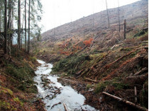 вырубленный лес в Закарпатье