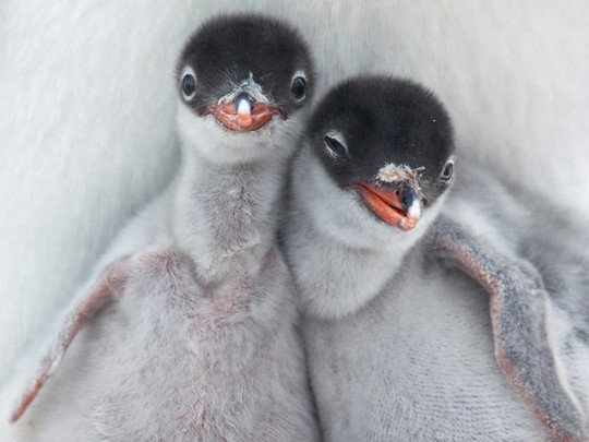 Пингвинята