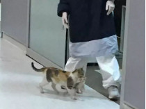 Кошка в больнице