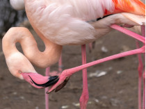 розовый фламинго