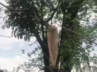 В центре Харькова дерево обрушилось на прохожих: видео с места ЧП