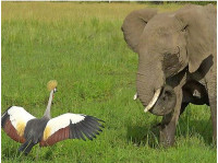 Венценосный журавль и слон