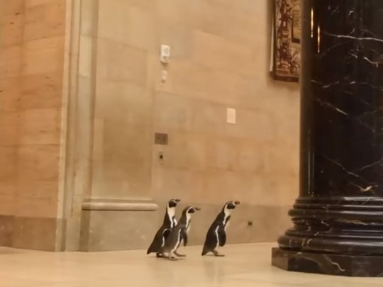 Пингвины в музее