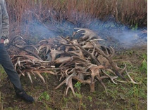 Рогатая контрабанда: в Чернобыльской зоне поймали браконьеров с крупным «уловом»