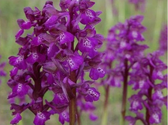 Степная орхидея