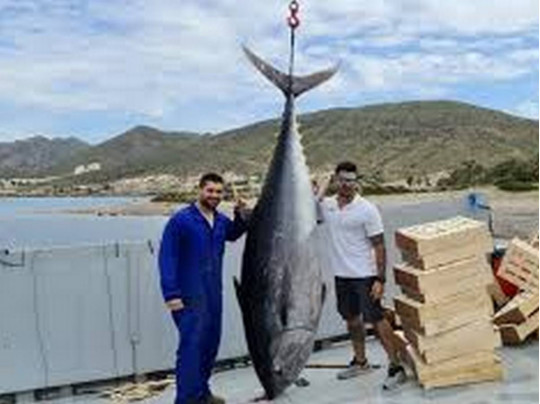 Гигантский тунец с рыбаками