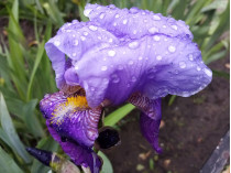 Мокрый цветок ириса