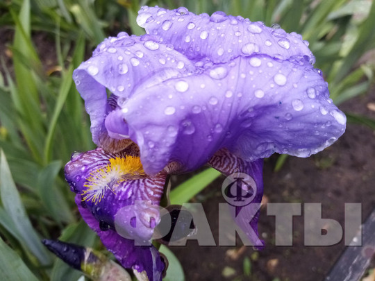Мокрый цветок ириса