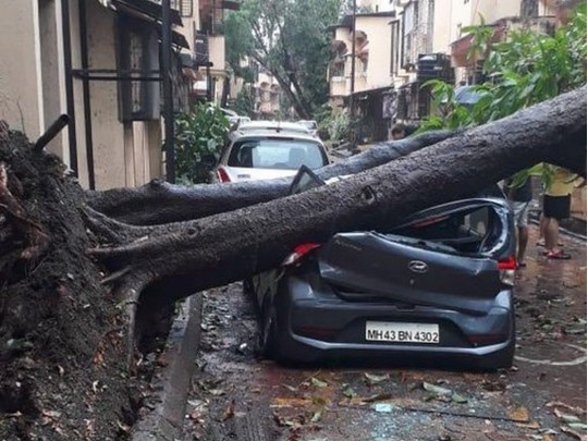 Поваленное дерево в Индии