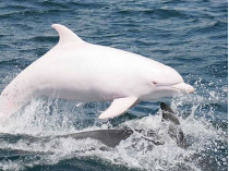Якобы Дельфин-альбинос