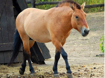 Конь Пржевальского