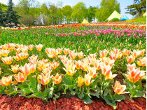 выставка тюльпанов на Певческом поле