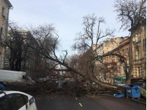 Упавшее дерево в Одессе 