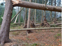 Сломанное во время бури дерево убило мужчину на Львовщине
