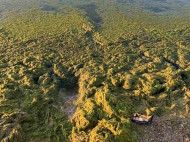 Вода в море похожа на кисель: с одесских пляжей вывезли сотни тонн токсичных водорослей (фото, видео)