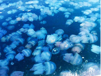 Остров из медуз