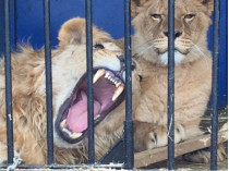 В Одесском биопарке любитель селфи проник в вольер со львами (видео)