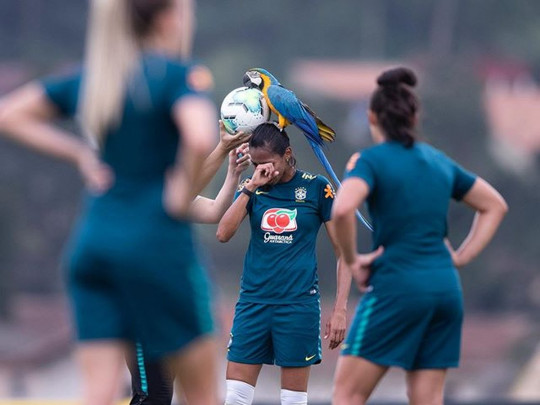 Попугай сел на голову футболистке сборной Бразилии