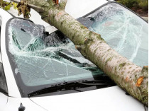 В Киеве упавшее дерево убило водителя легковушки