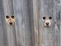 Собаки смотрят через забор